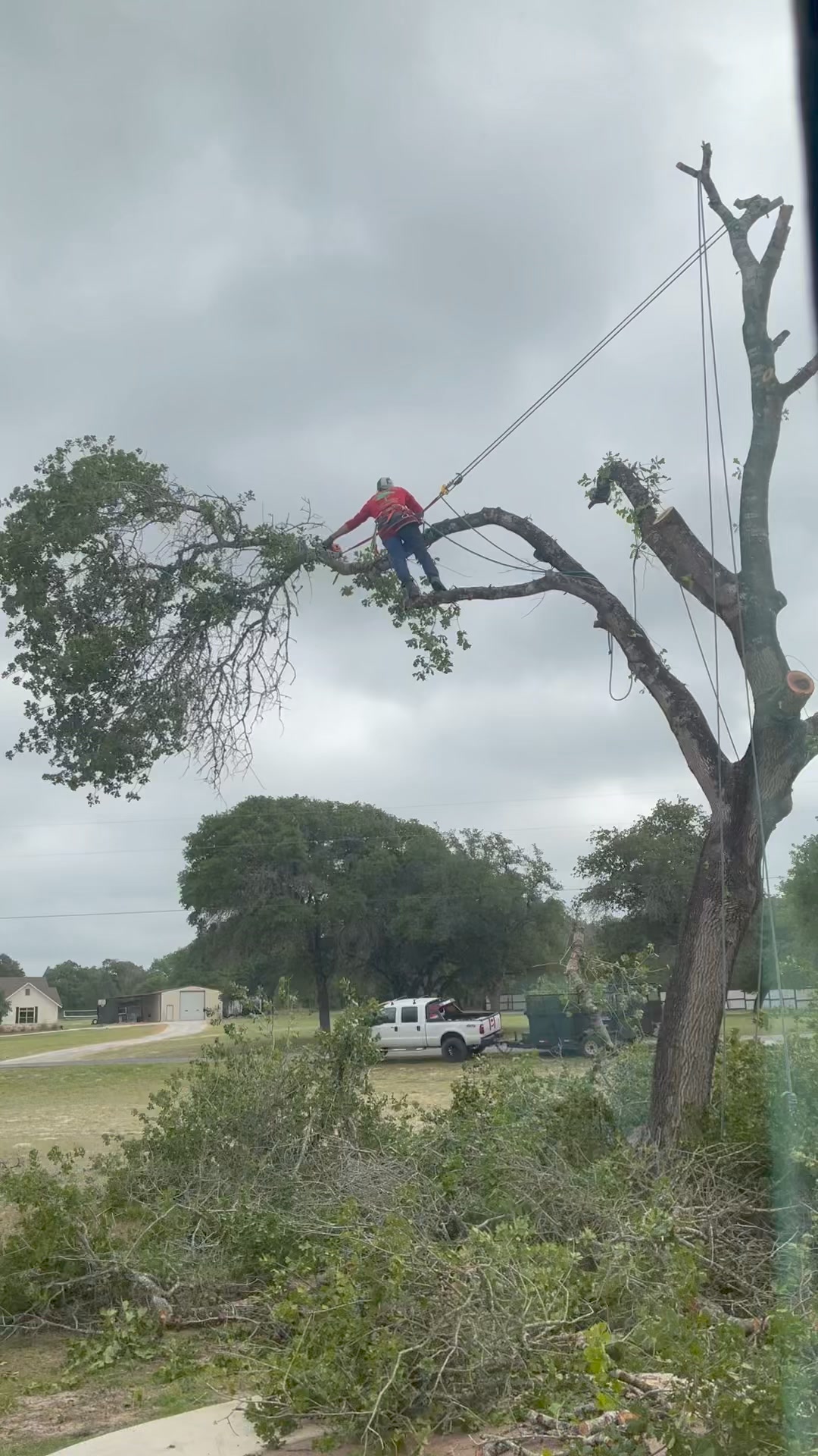 Berrios tree service | San Antonio TX