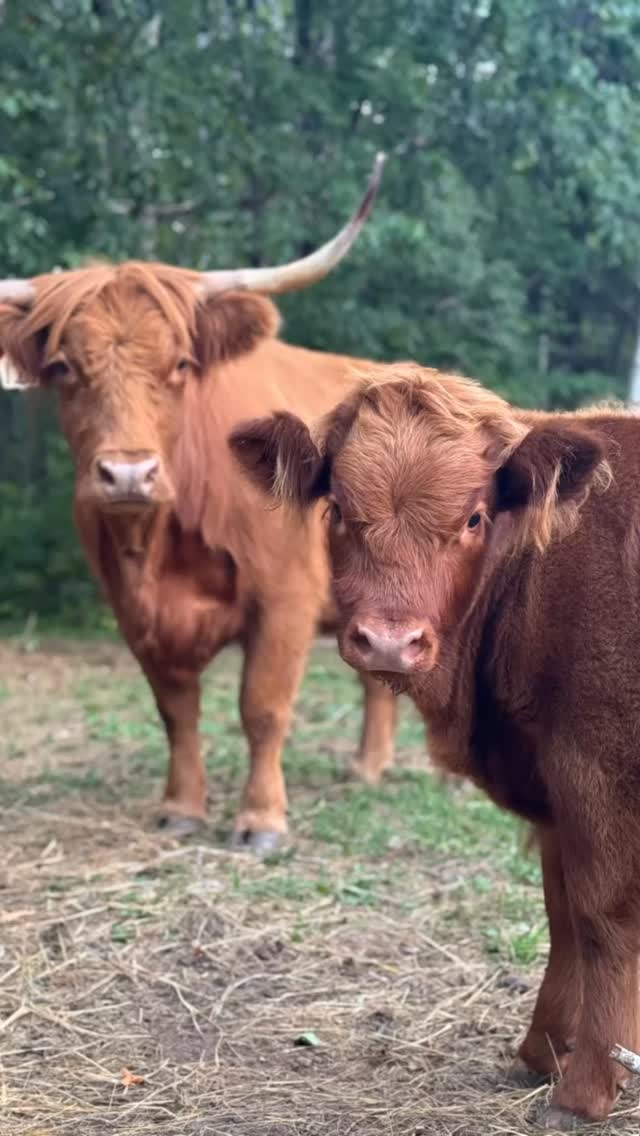 RUBY ROSE FARM | Saginaw MN