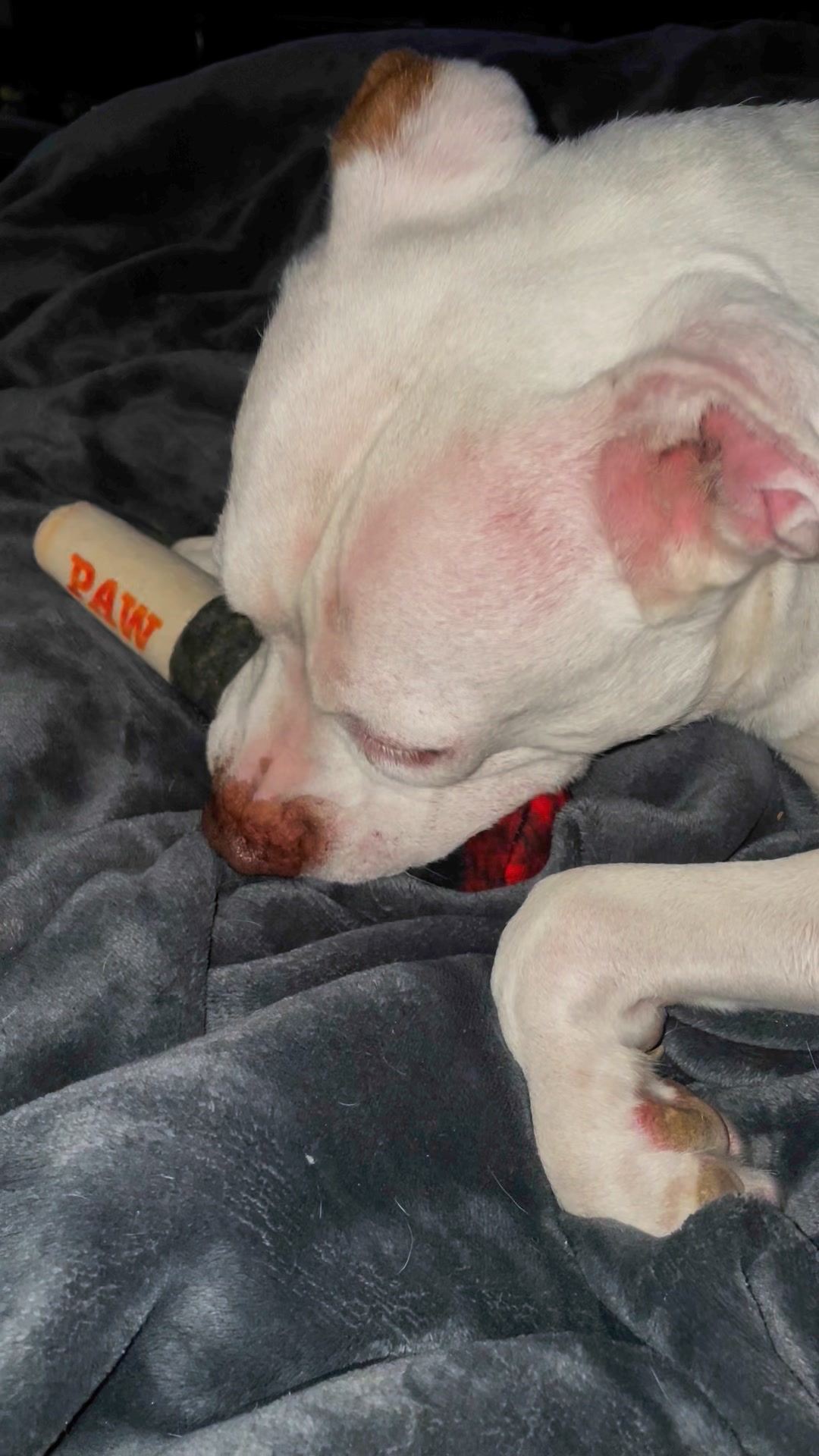 Just chillin and chewin on my doogie hehehehe | Rufus the Cancer Pitty ...