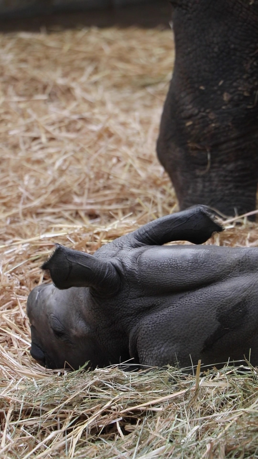 Pictures show a baby White Rhino born at a wildlife park near