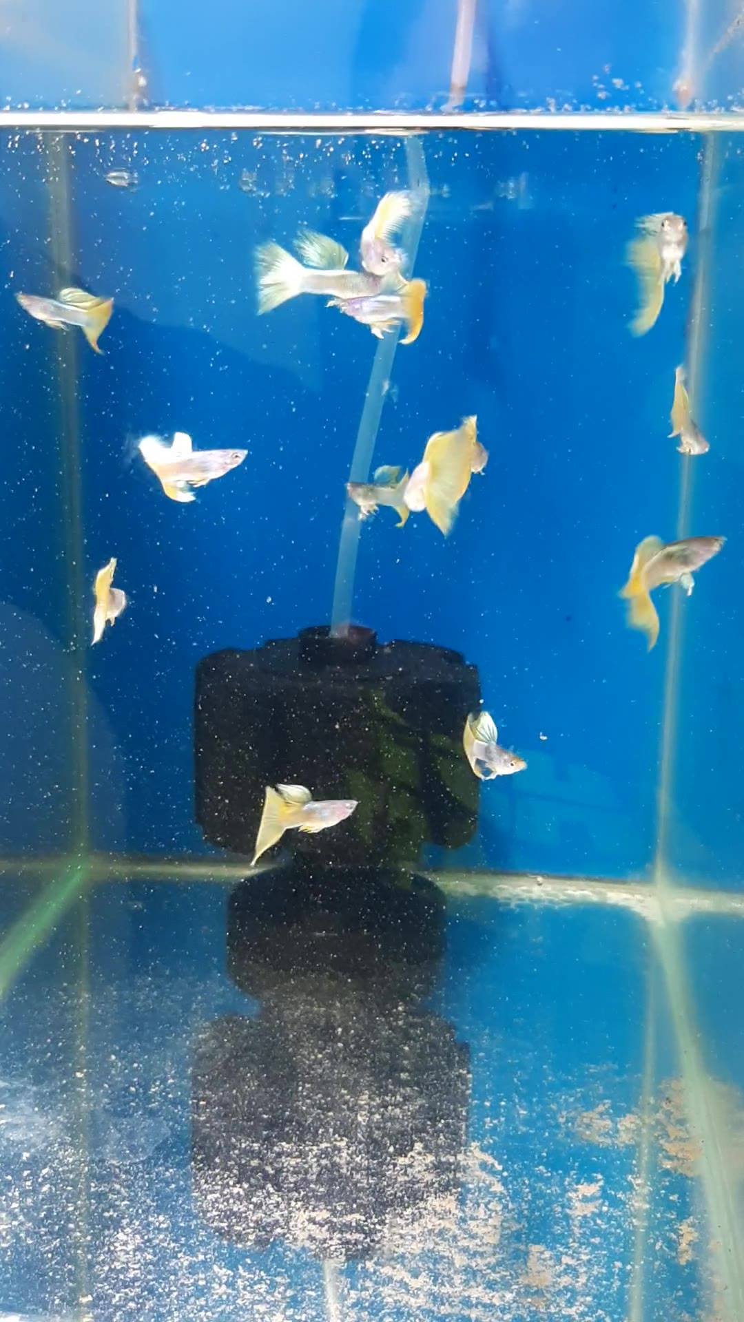 The Fish Groomer Aquatics | Davao City