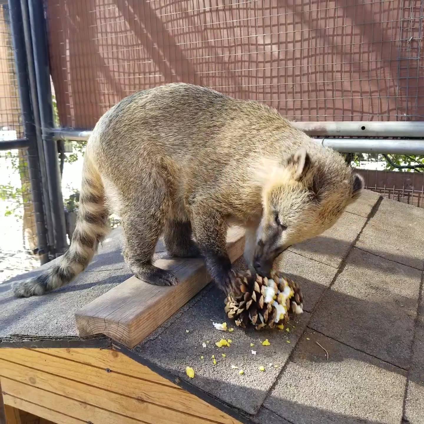 What is a Coatis Diet: Discover Their Secret Menu