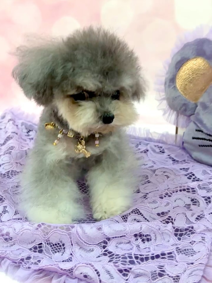 For Pets Only (@forpetsonly) - Photos | Facebook