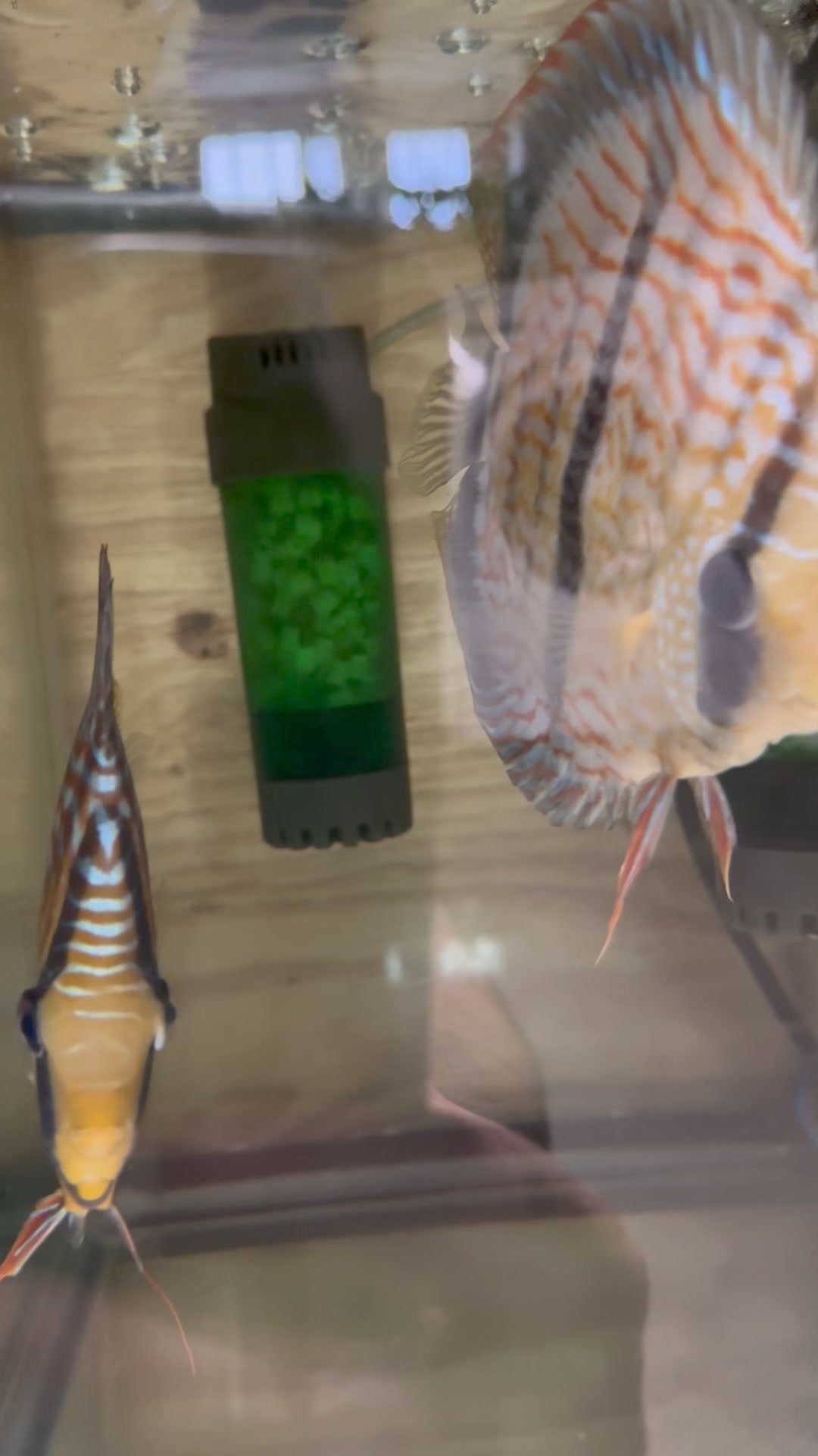 Santarem Discus USA LLC
