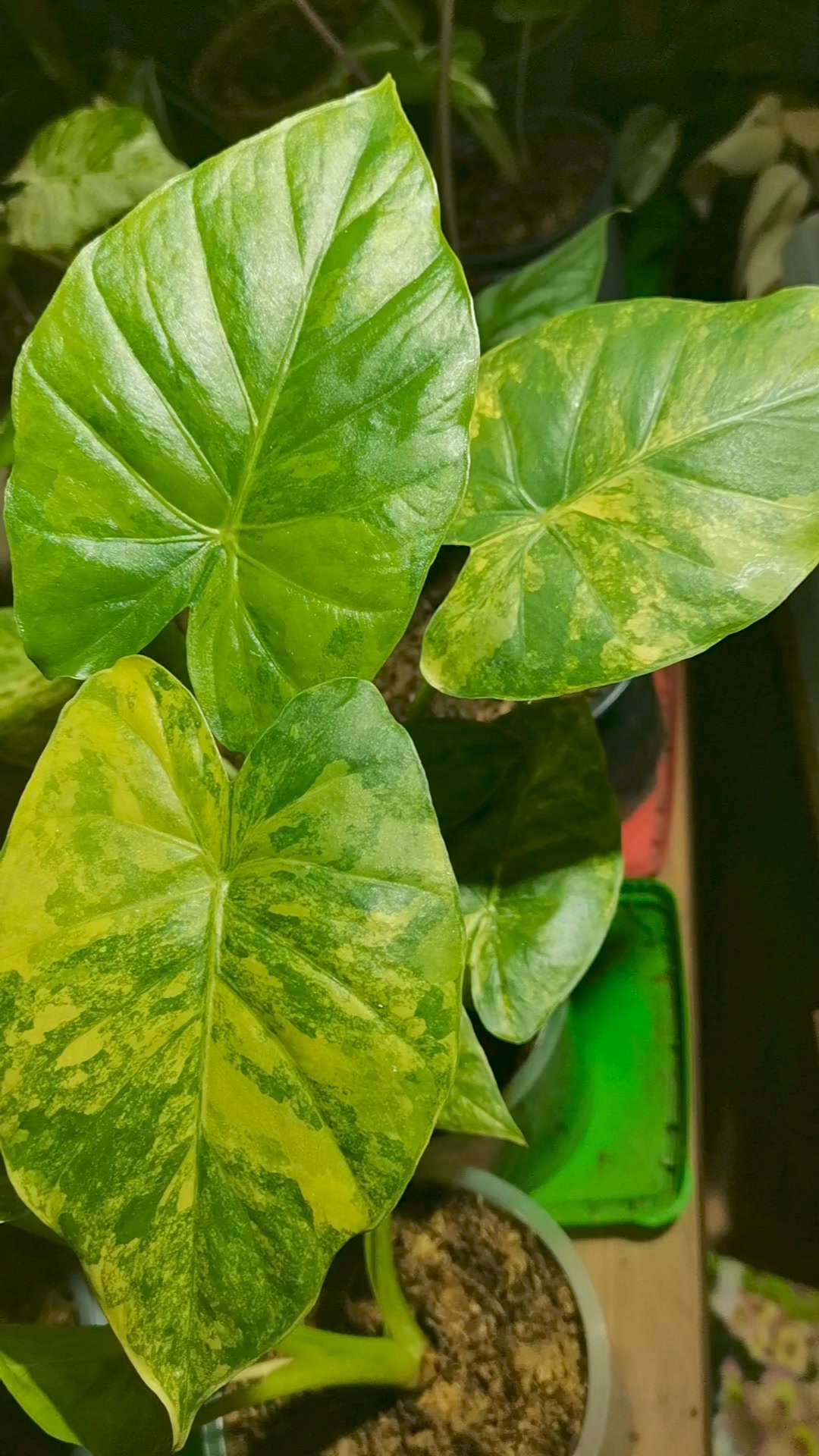 🌿Alocasia portora Albo variegated | Flora Magnifica