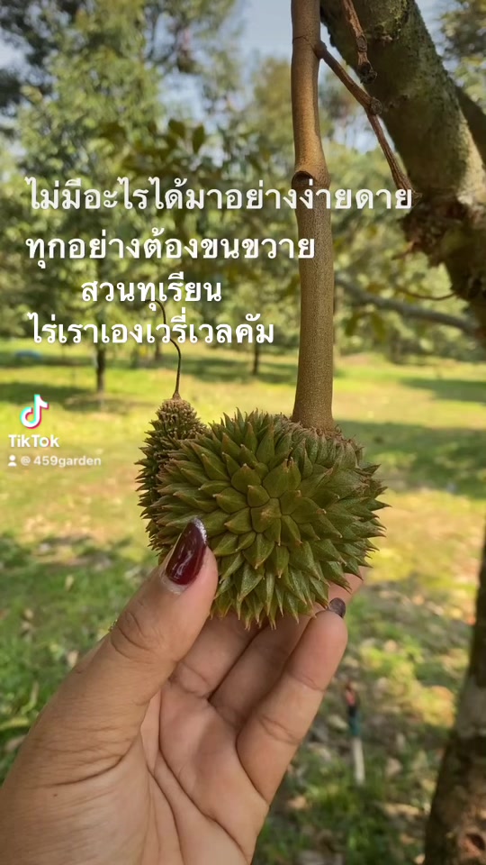 #ส้มมะปี๊ด #ส้มจี๊ด #มะปี๊ดจันท์ สั่งได้เลย รับแบบคั้นให้ สดๆ จากต้น ...