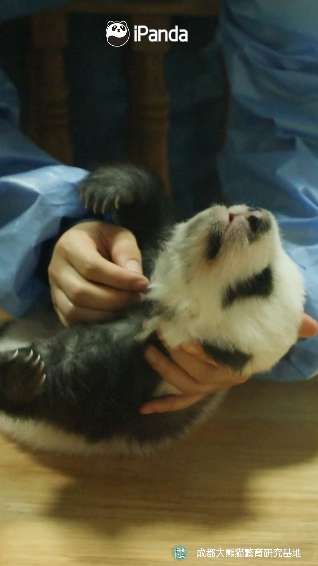 If I can do the body check for panda baby... | It will take much longer ...