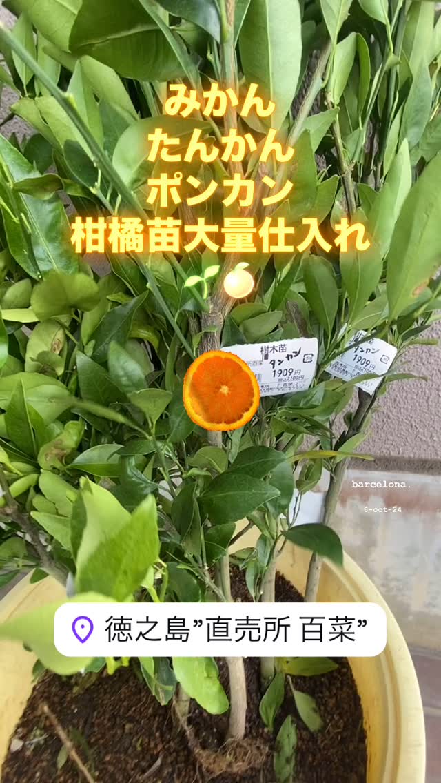 徳之島”直売所 百菜” (@hyakusai100sai) • Facebook