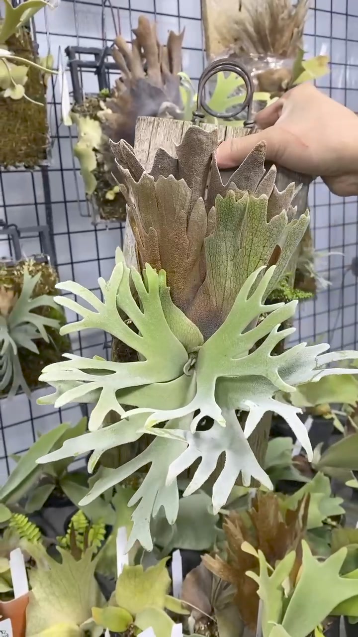 Platycerium willinckii 'OMG' sporelings available for sale. Price