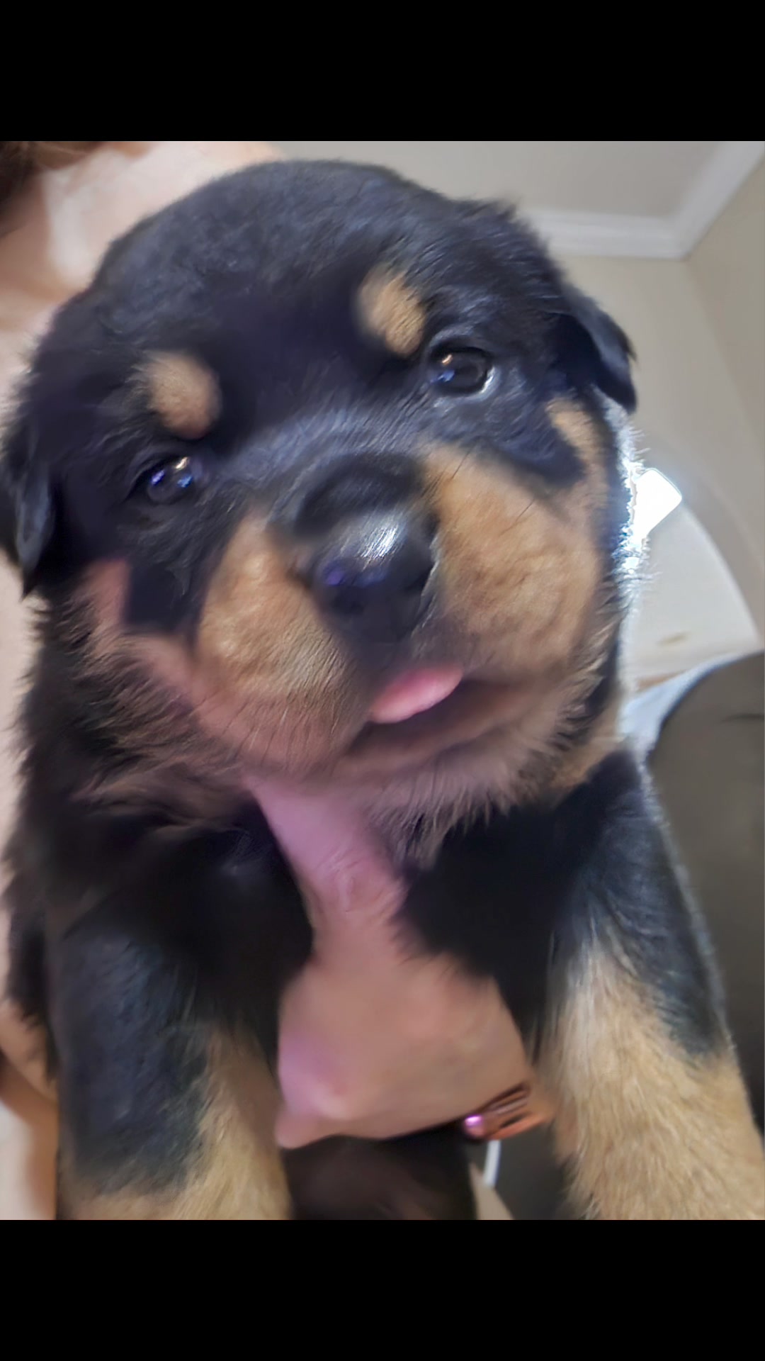 Marshall's Rottweilers of Southeast Missouri