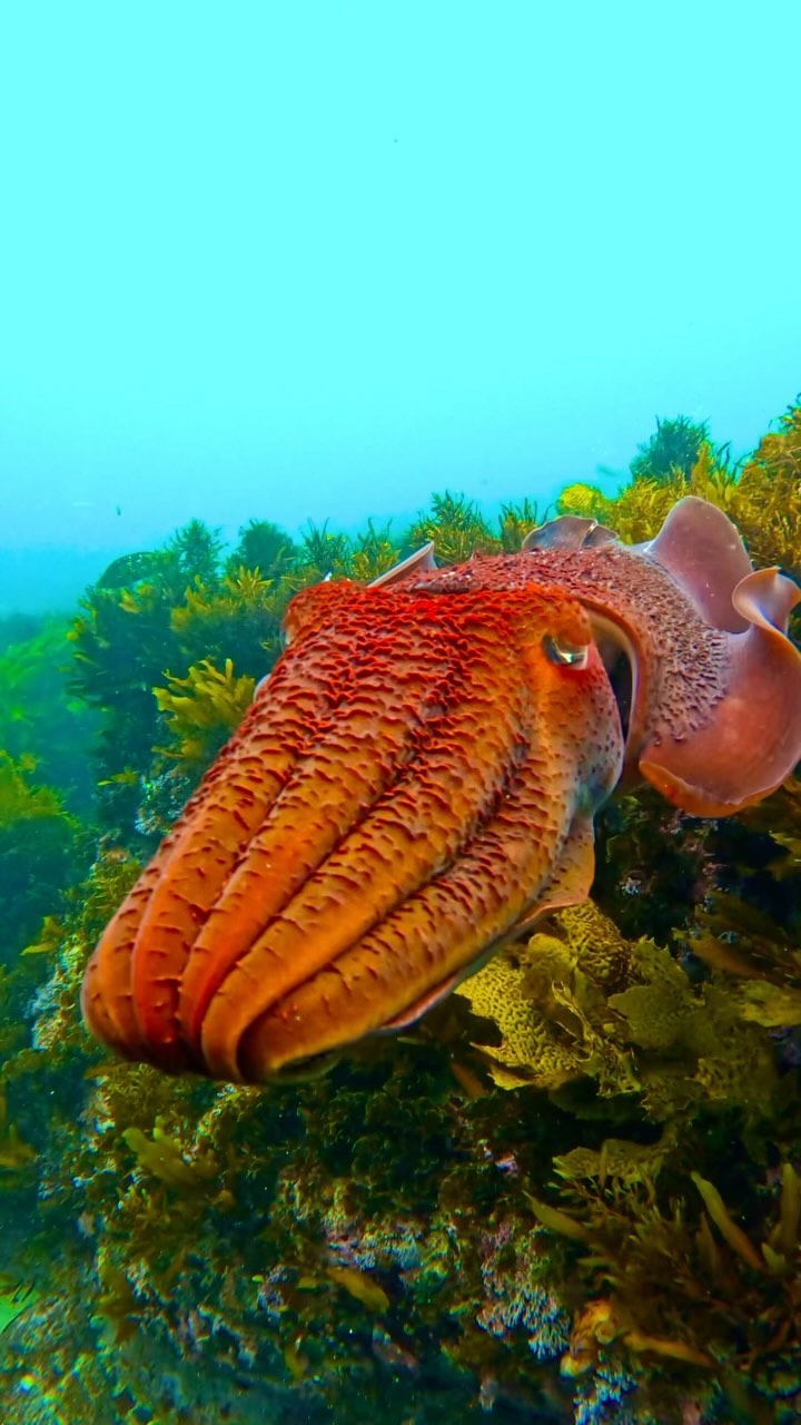 Fireball ☄️ This bright red giant cuttlefish searches for a mating ...