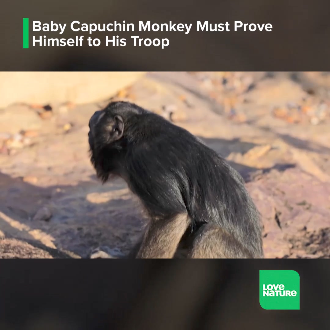 In Brazil’s Serra da Capivara, a troop of capuchin monkeys welcomes ...