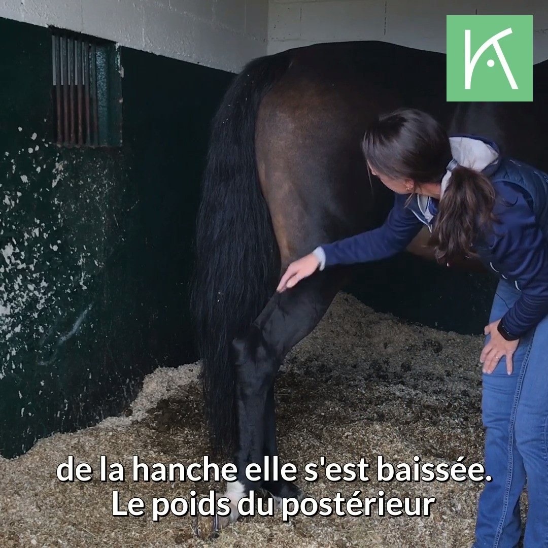Comment Faire Pousser Les Crins De Son Cheval