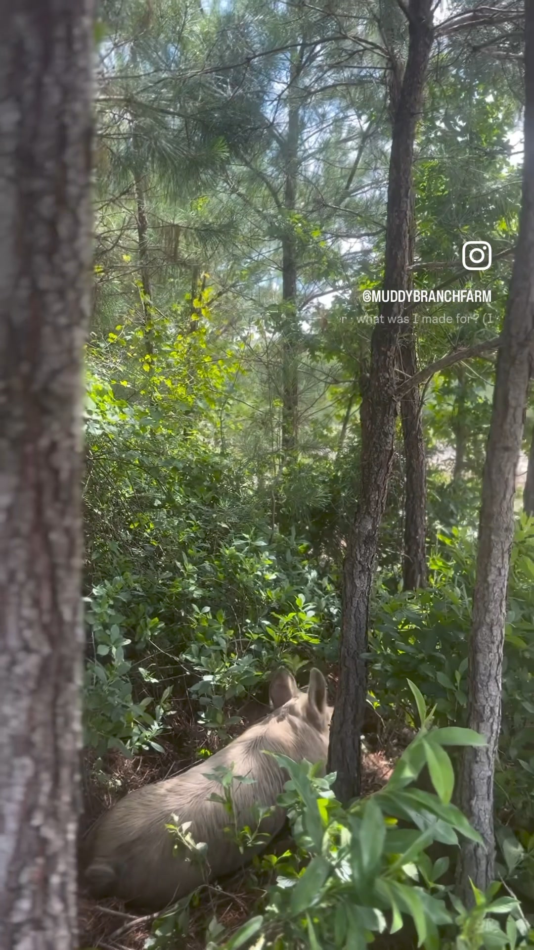 Muddy Branch Farm | Albertson NC