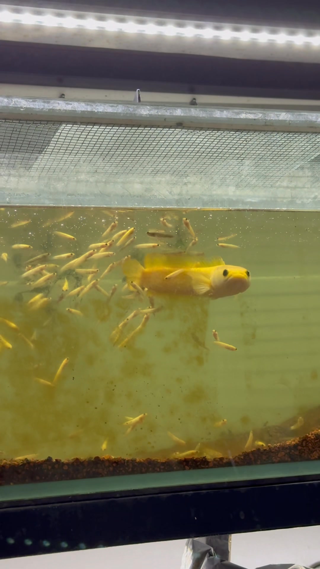 BOO‘S FISH - Storage | Hanoi