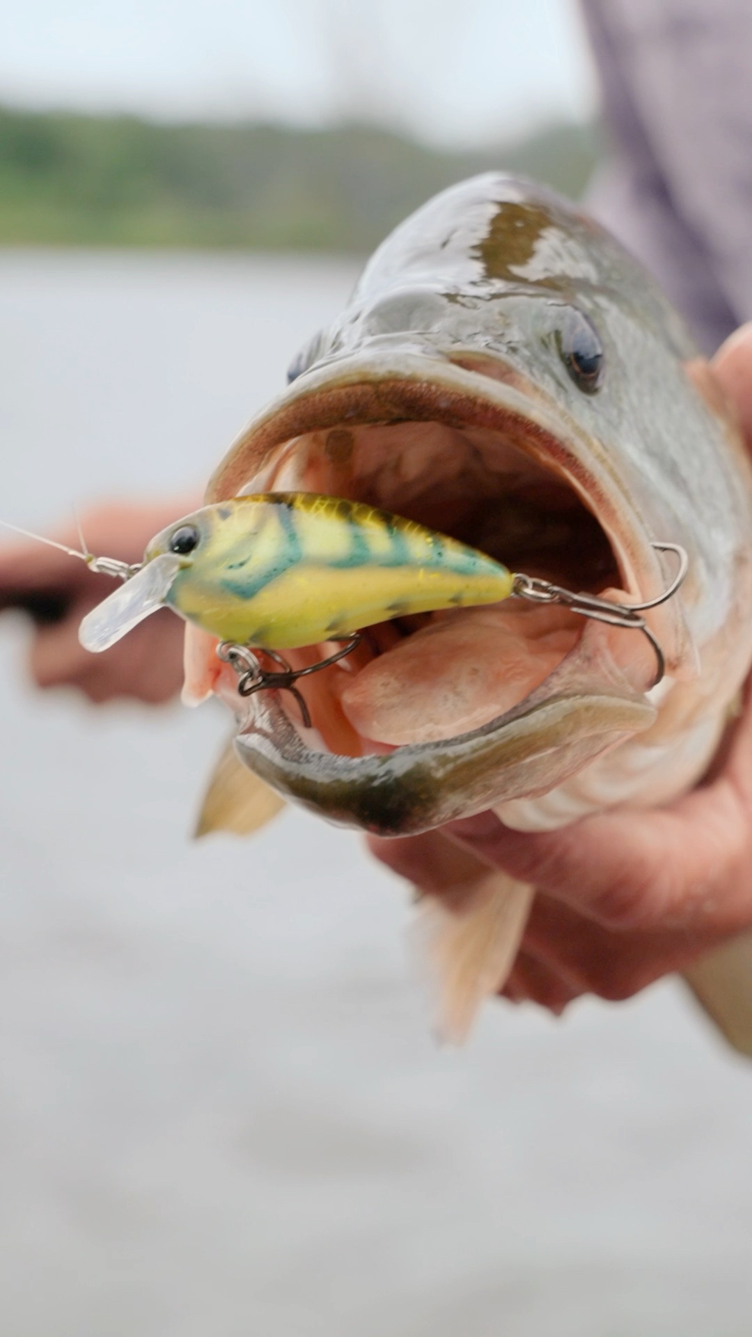 best fly fishing rods for panfish Shu-Fly Trout & Rod Series 9 Ft 4 Piece 4 Wt.Trout and Pan fish – Art's Tackle & animal eyes Option:Chartreuse White Surf Rod Best Perch Lite Rods are the