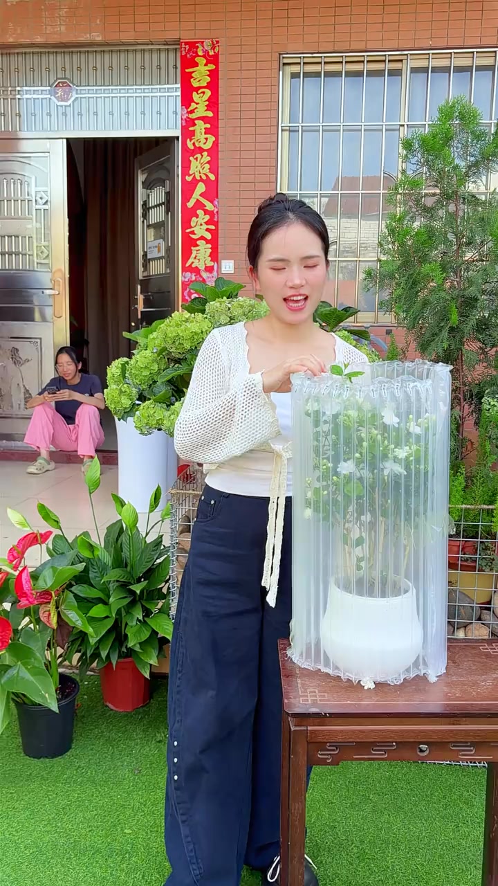 香水茉莉花 茉莉花 盆栽 茉莉花 香水茉莉濃香茉莉花盆栽驅蟲輻蚊四季