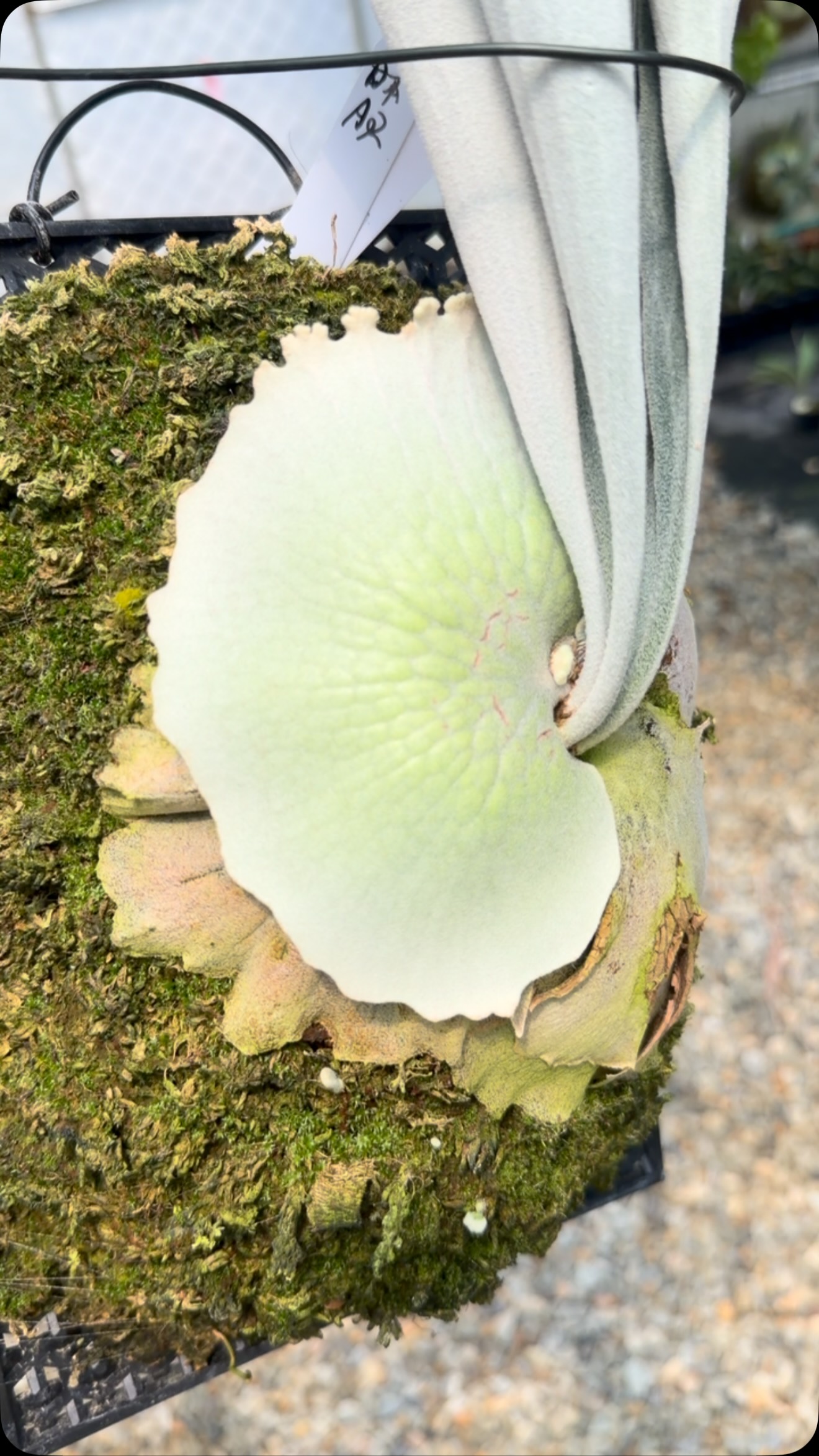 P.Triceratops #鹿角蕨 輸出販売，購入へようこそ Export sales