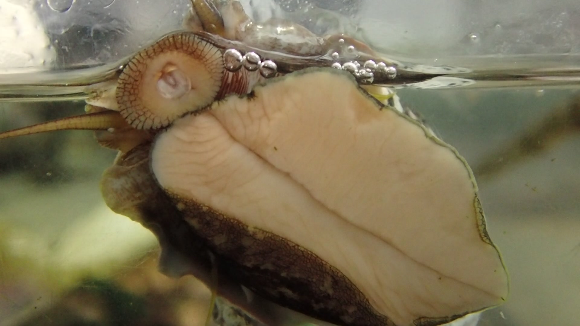 サザエの歯舌が見えました！ 先の丸い部分に見え隠れしているものが