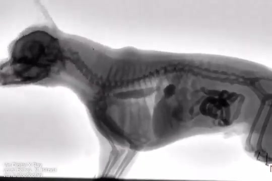 #Curiosidades Radiografía de un perro mientra se alimenta. Así es como ...