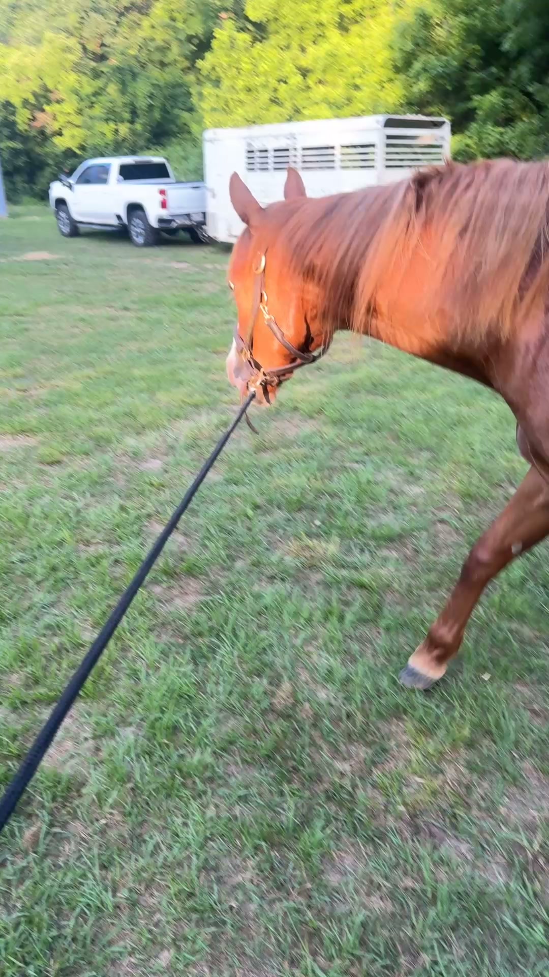 Valiant Hero x IMA CUTIE PATUTIE Quarter Horse embryo for sale