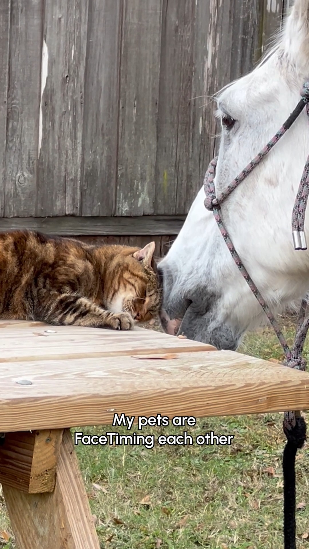 Pick up, it's me! 😻🤳🐴 #Cat #Horse #FarmLife #Cute | Try Not to