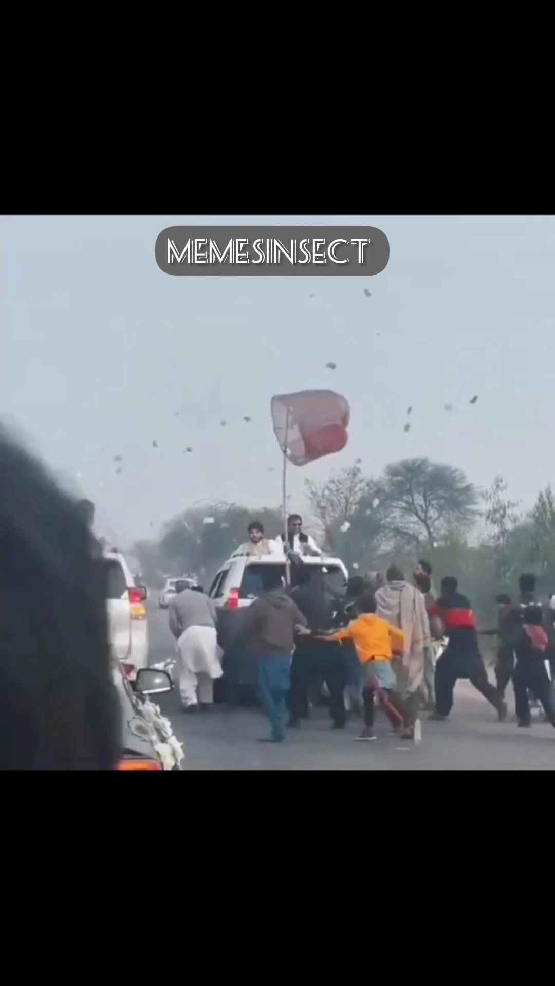 Memes Insect