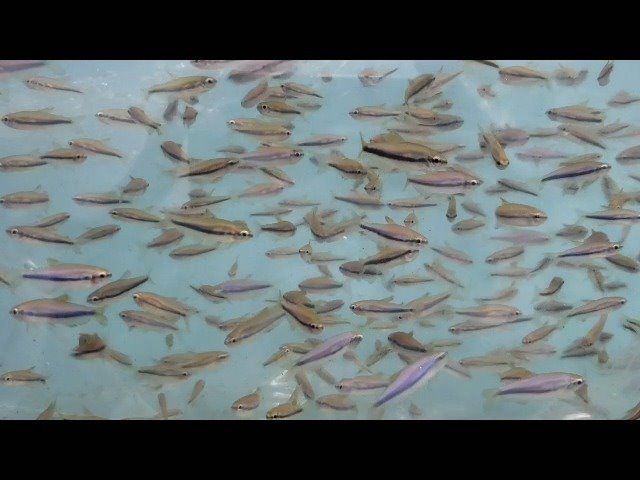 Netuno Aquarium | São Paulo SP