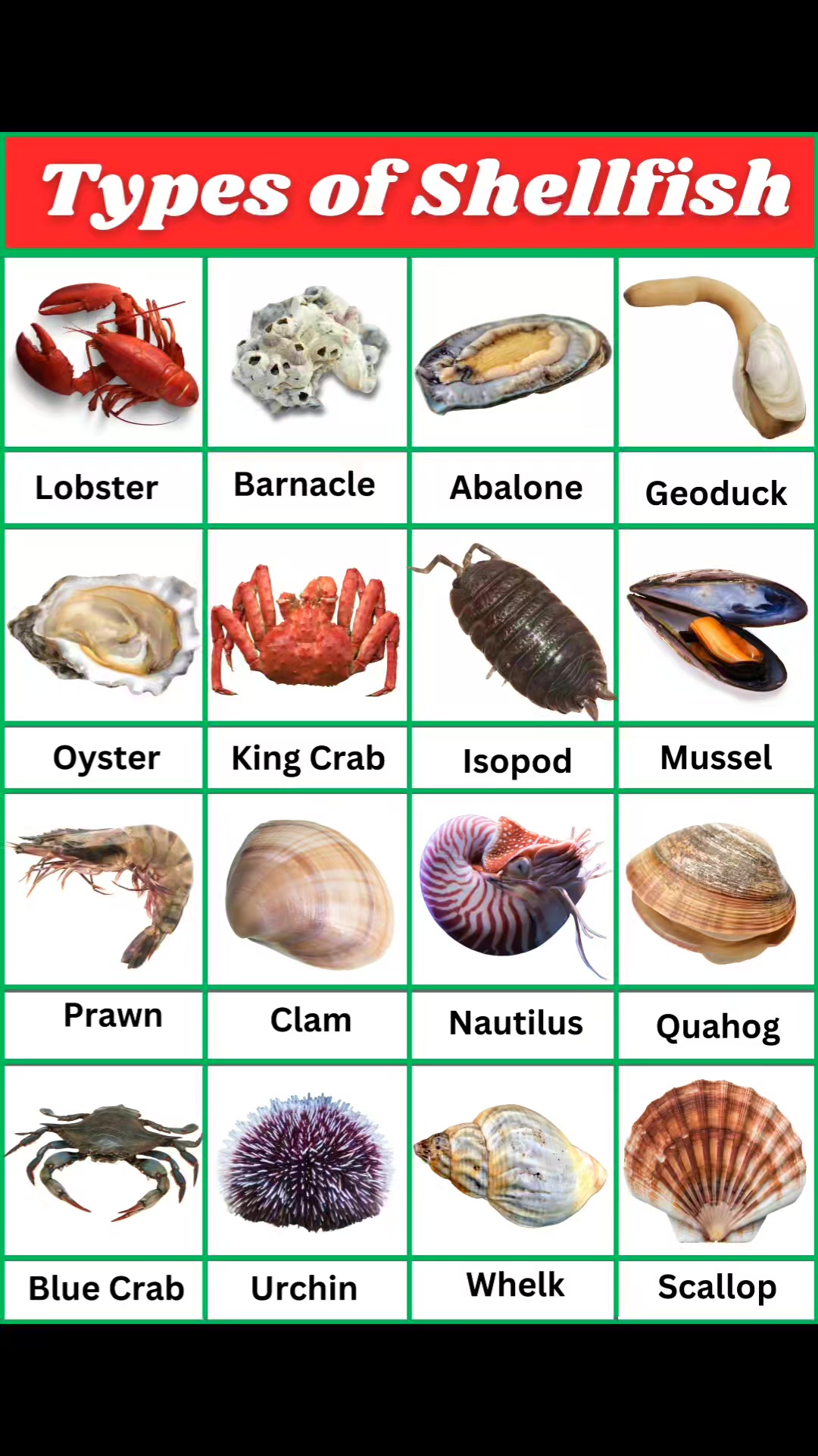 Types of shellfish #learn #English #learnenglish | The Nature Film ...