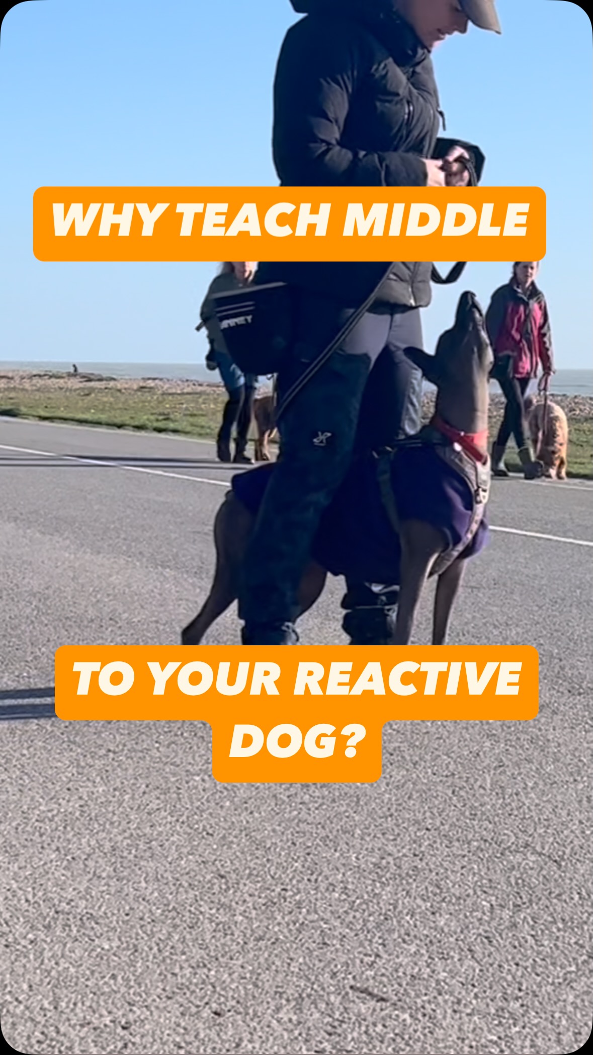 Why You Should Teach “Middle” to Your Reactive Dog If you have a ...
