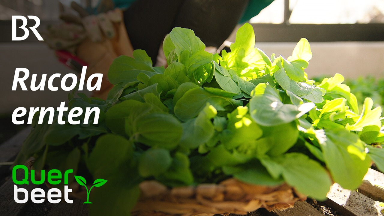 Rucola ernten | Rucola ernten Im Gewächshaus lässt sich auch im Winter ...