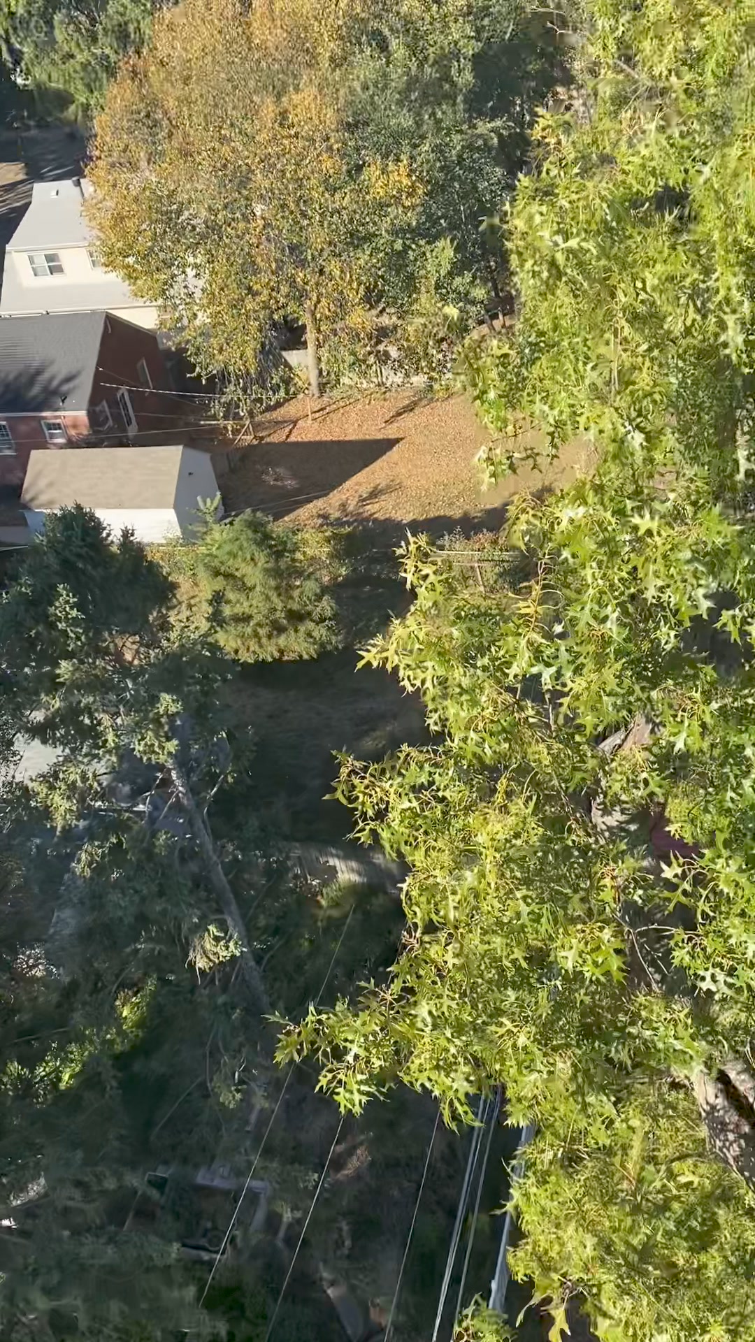 Aesthetic Tree Service | Lincoln NE