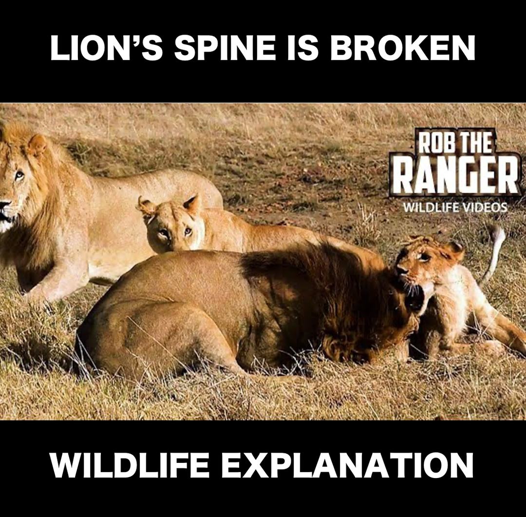 An explanation of the scene where a big lion breaks the spine of a ...