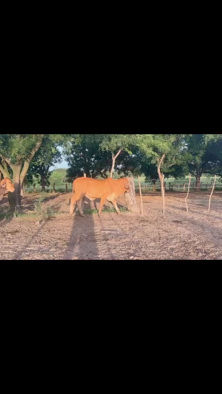 Semilla de Pasto Angleton Rastrero y Gamba - Ayda Gutiérrez Salgado.