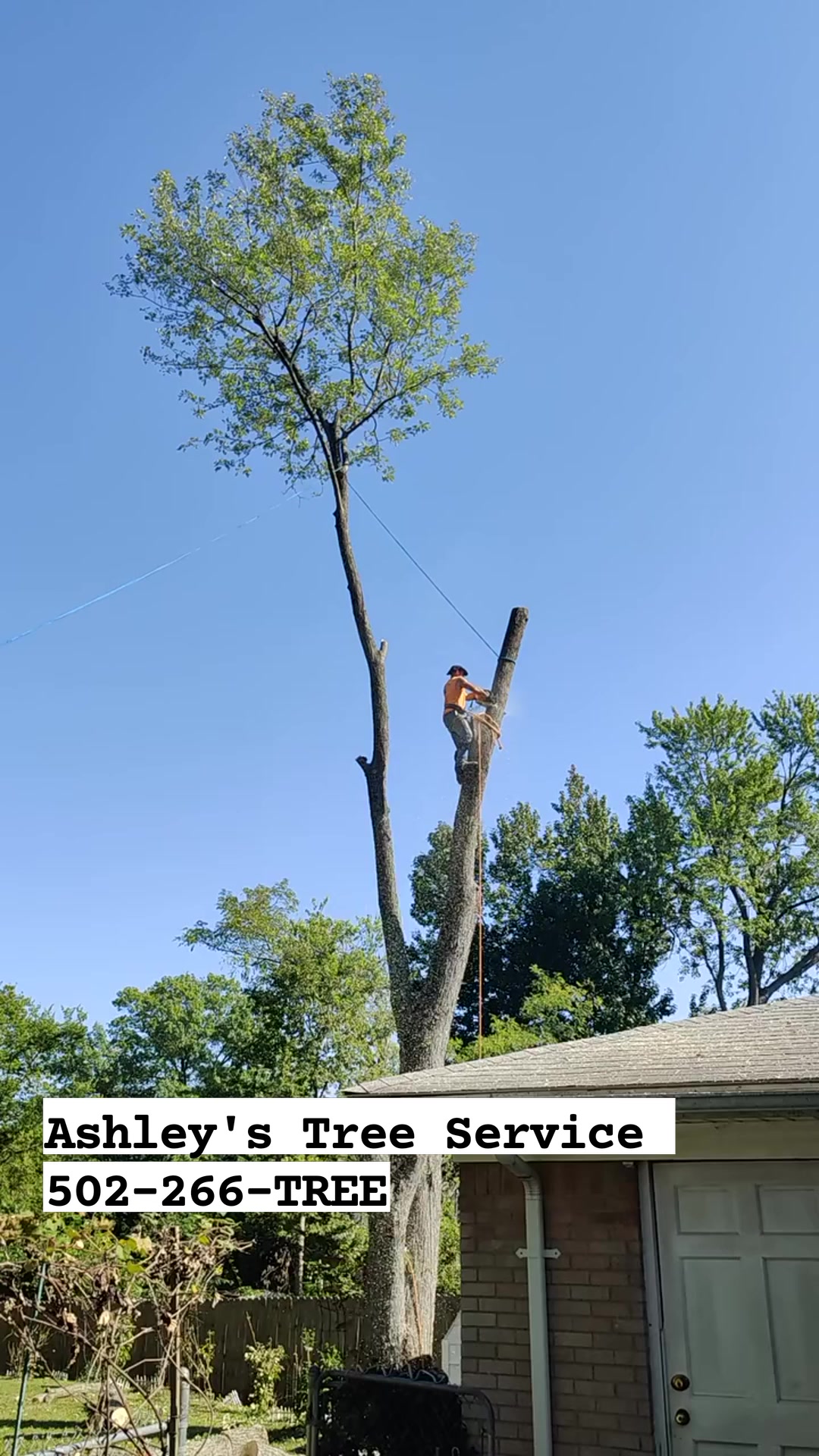 Ashley's Tree Service | Louisville KY