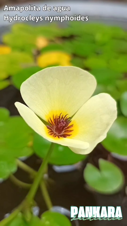 Pankara Jardineria | Buenos Aires