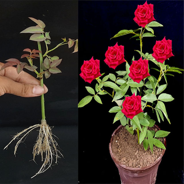 How to grow Rose form cuttings at home easy method, Rose grow in ...