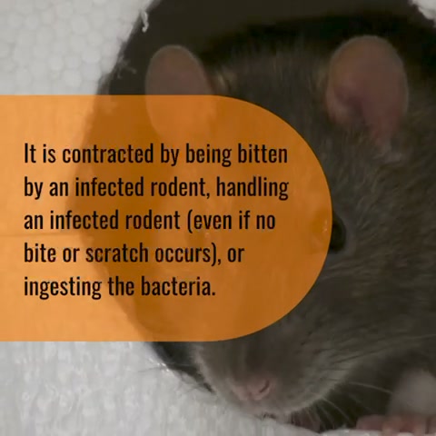 INO Pest Solutions Corporation | Cainta