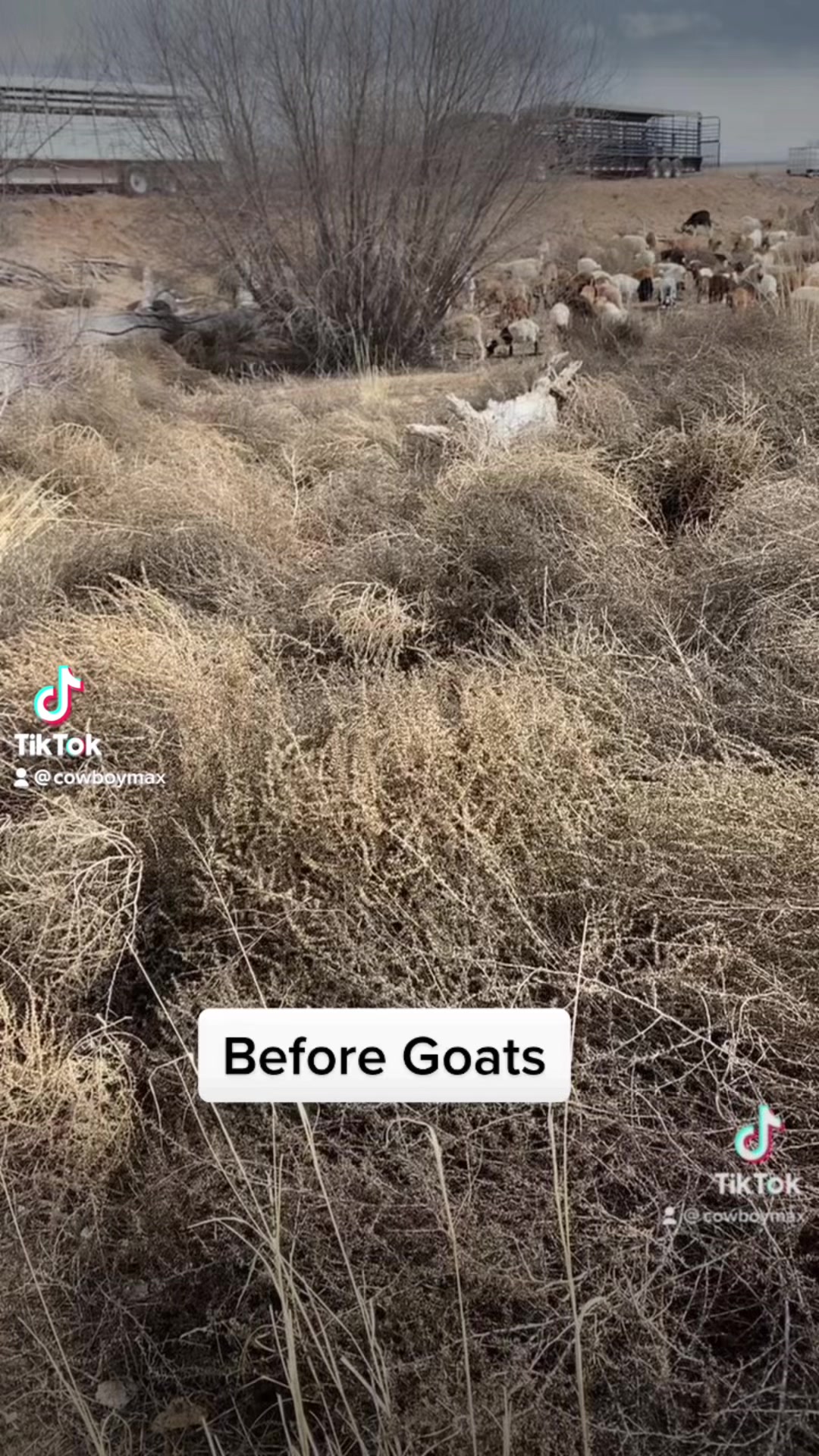 Galloping Goat Pumpkin Patch | Rio Rancho NM