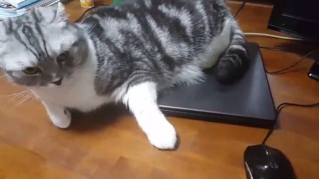 Mode Selection 可愛い猫ちゃんにpcを占拠されて困る Facebook