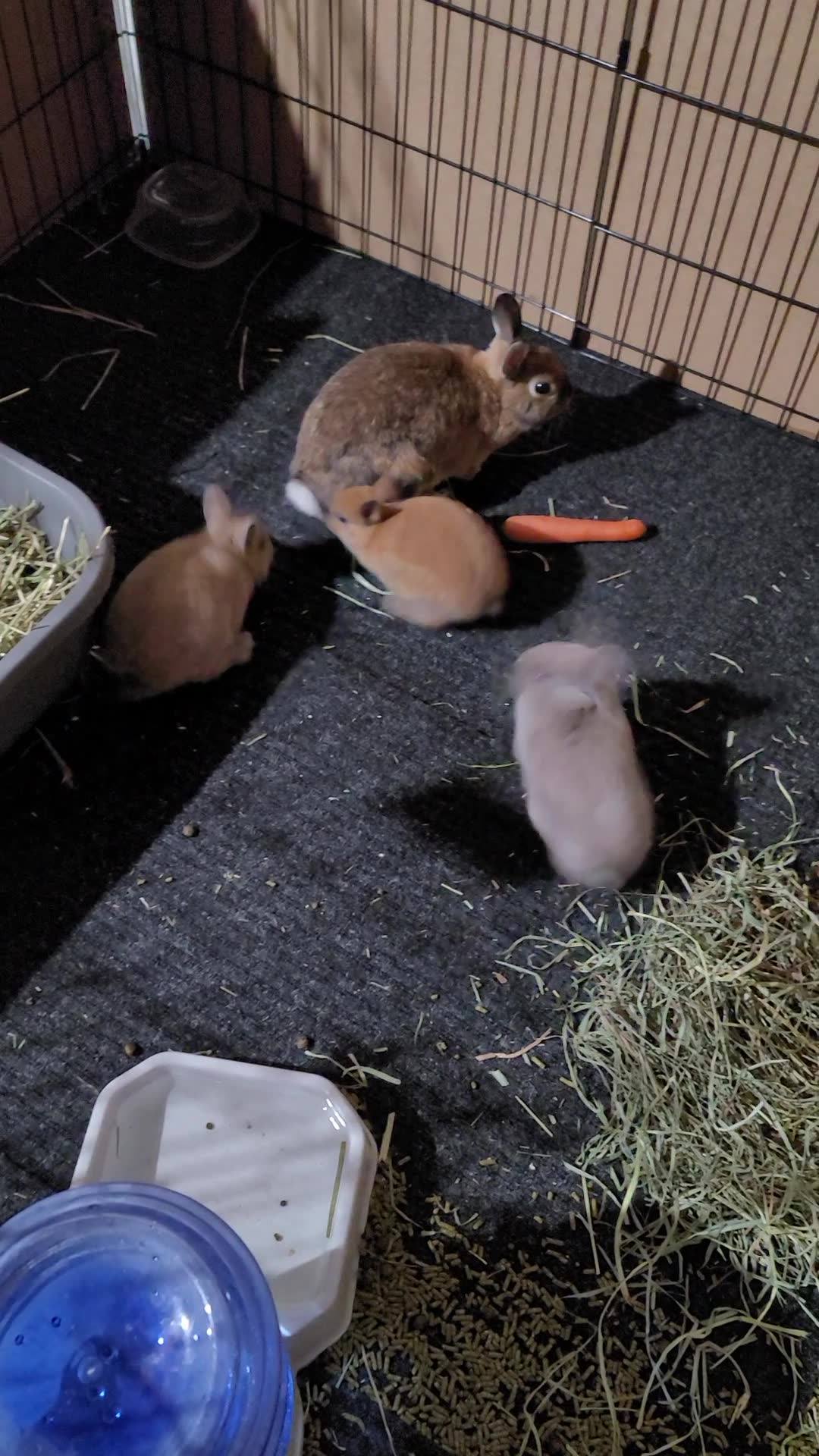 Hop Hop Rabbitry