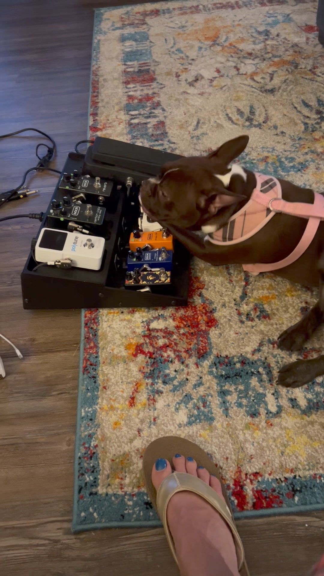 Sitori Sonics pedal disappearance theories?