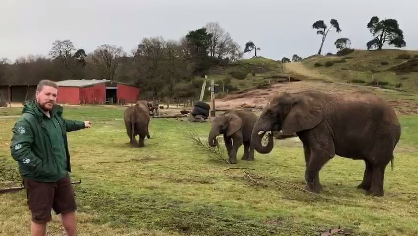 West Midland Safari Park Introducing The Elephants At West Midland Safari Park Facebook