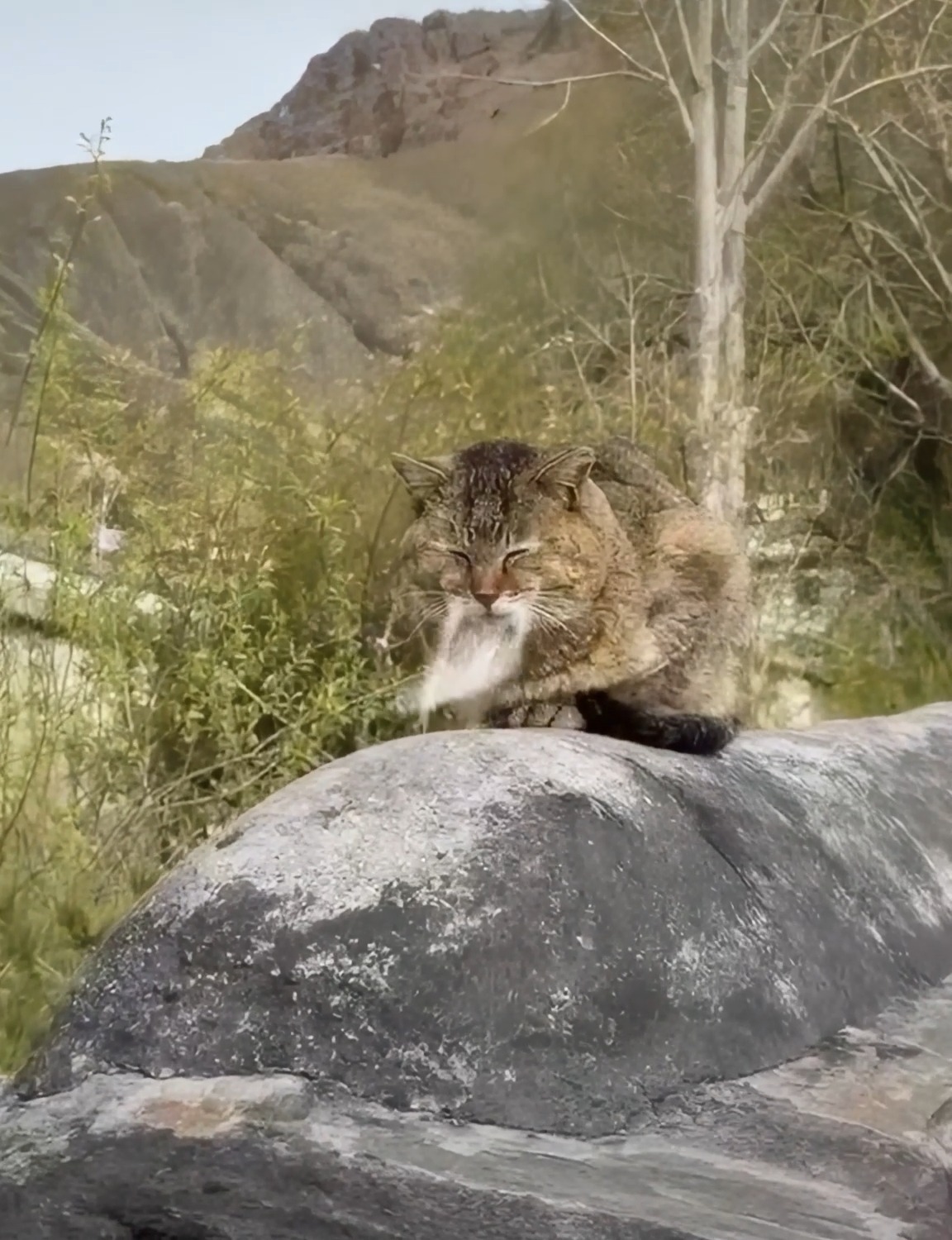 I can state with 99% certainty that this cat knows kung fu. | Jonathan ...