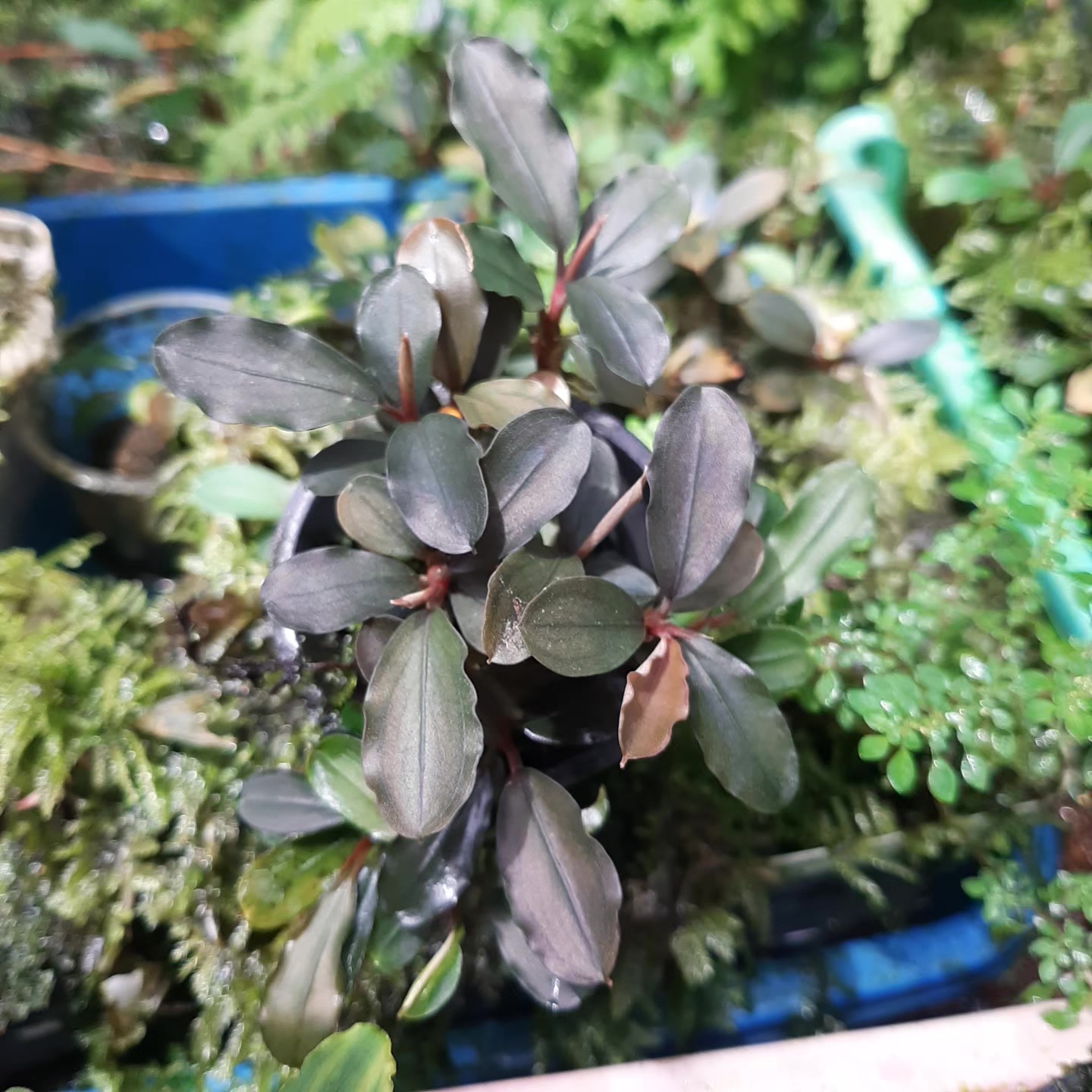 Borneo Aquatic Plants | Pontianak