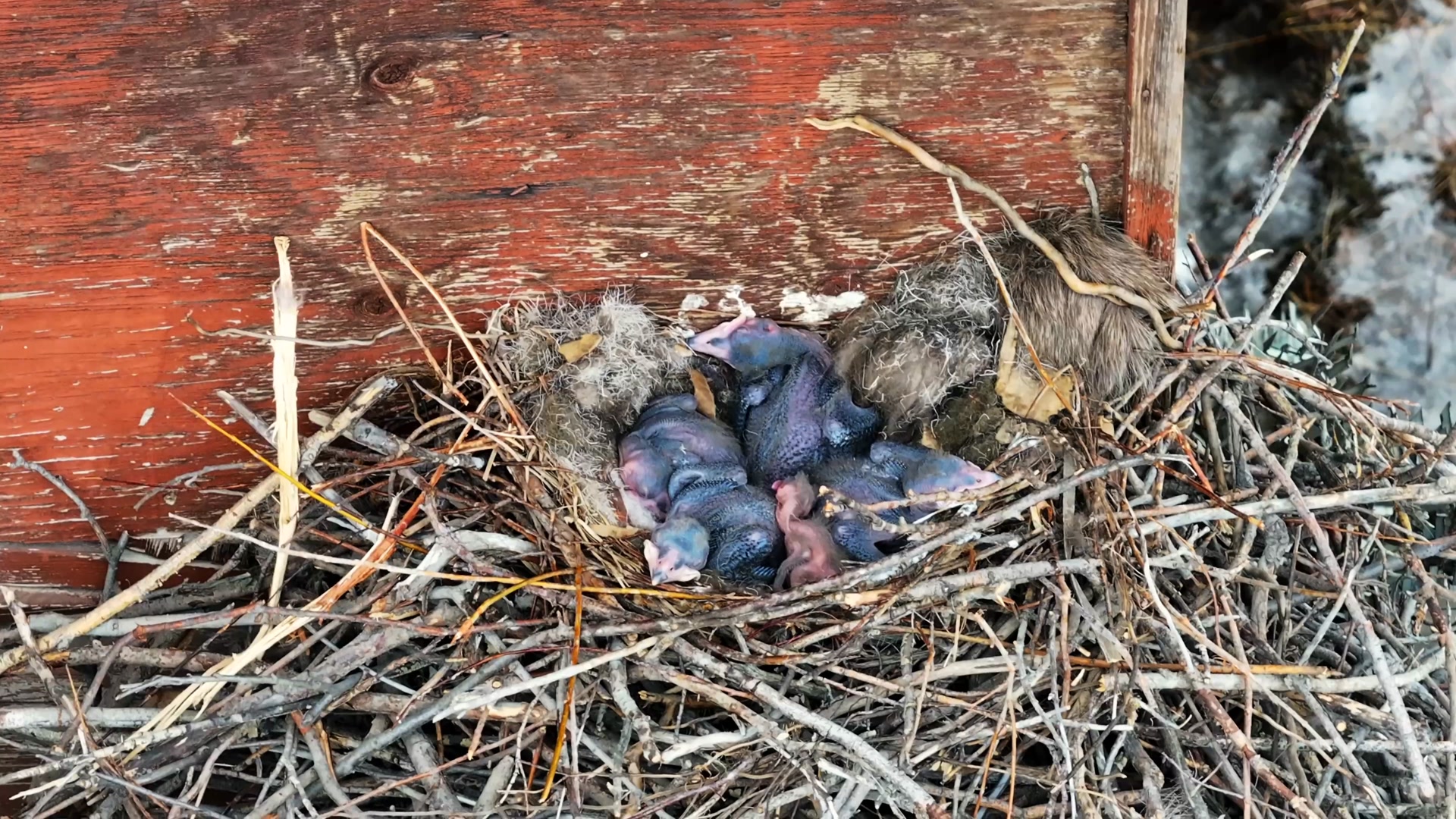 May 23rd, 2025 Raven chicks in their nest on Ingamo Hall in Inuvik, NT ...