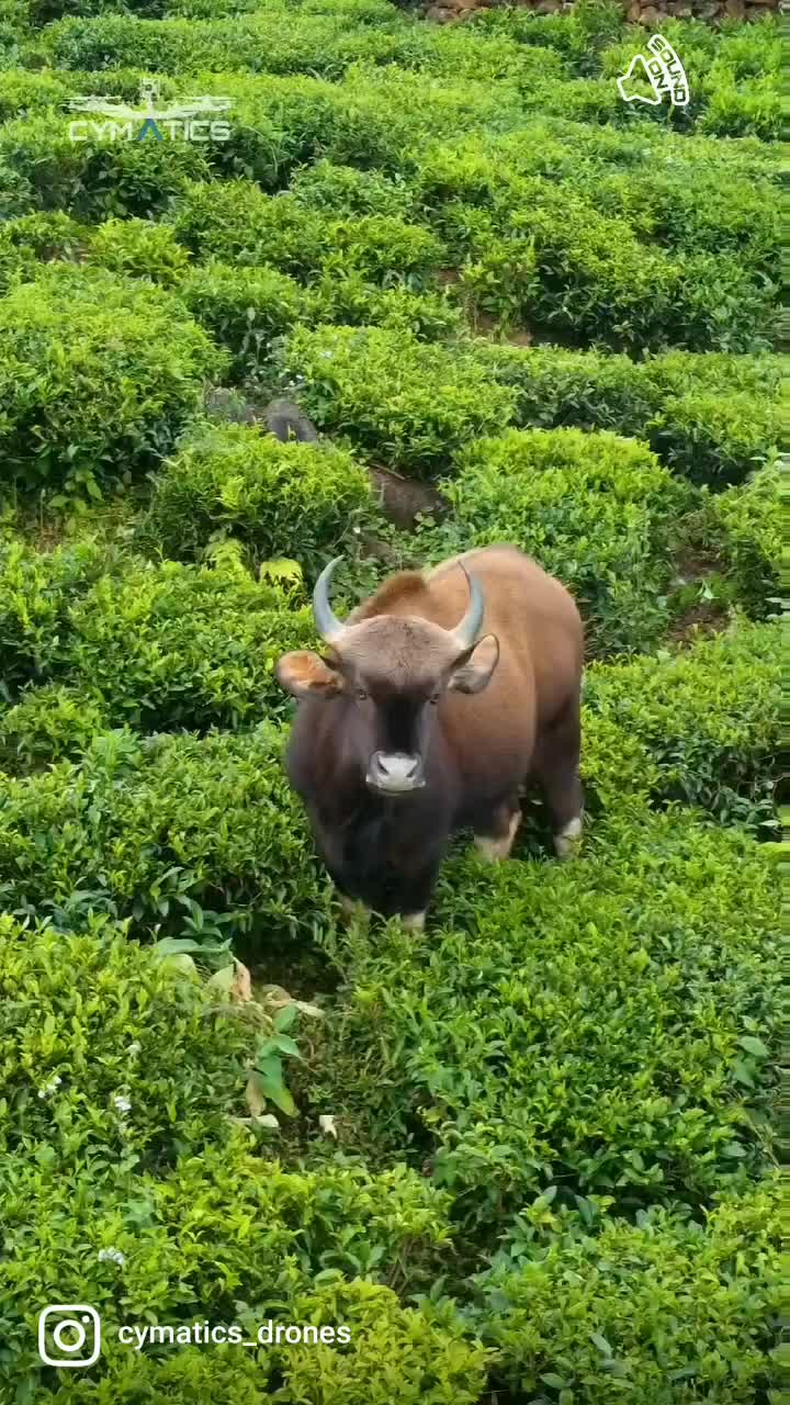 The Gaur known as the Indian bison, is a bovine native to South and ...