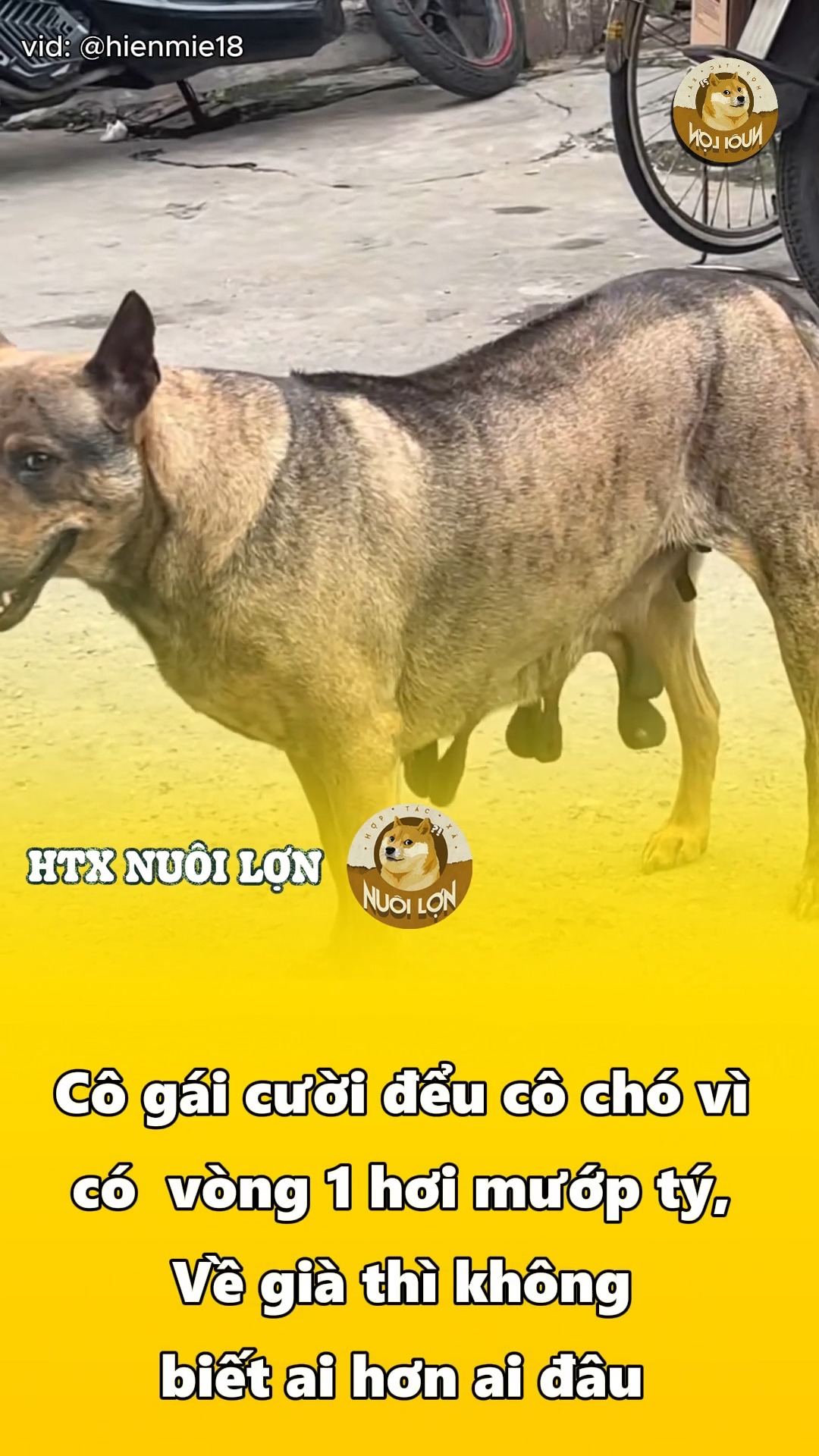 Cô chó said: Cứ cười đi. Về già k biết ai hơn ai đâu | Hợp tác xã nuôi ...