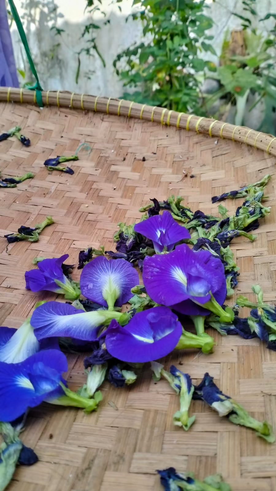 Butterfly pea harvest galore! Time lapse video! Watch us make
