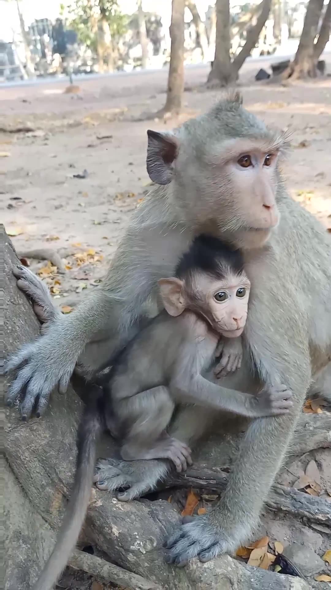 Hello Monkey on Reels | Facebook